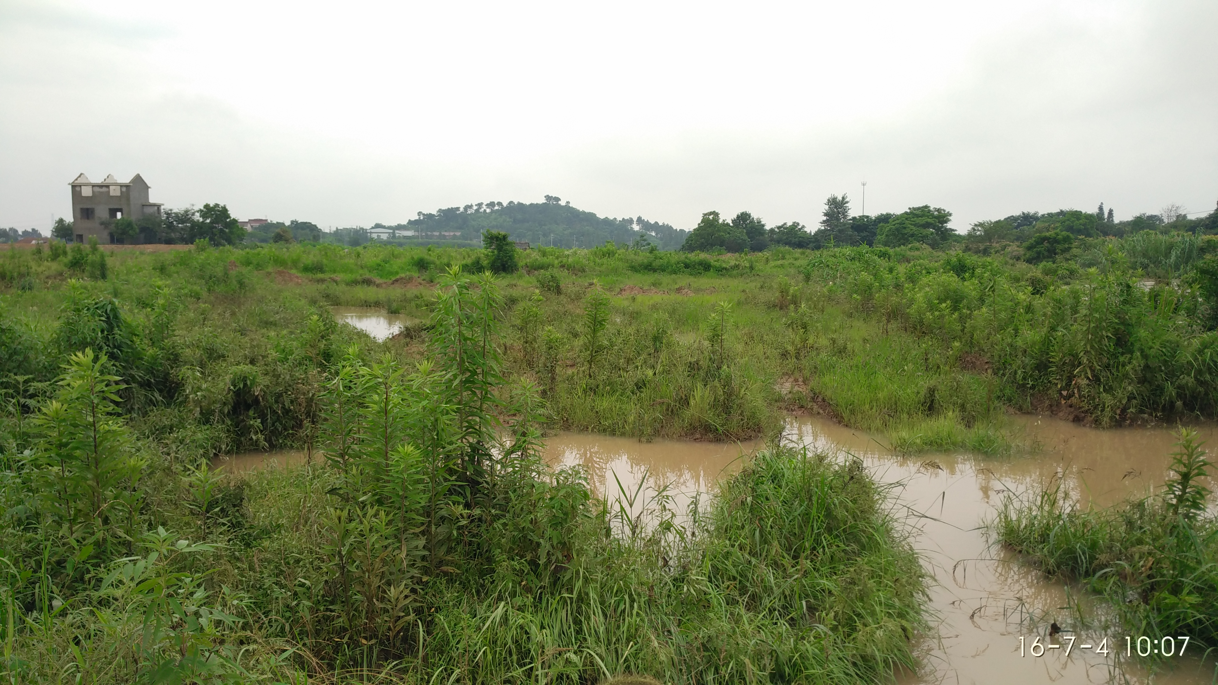 校区西侧河道水位上涨到顶